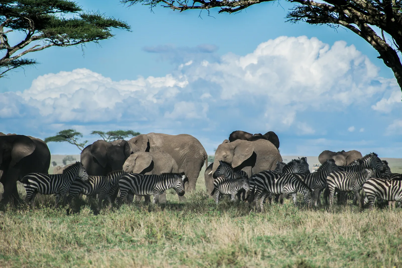 Tanzanie – Serengeti migrace